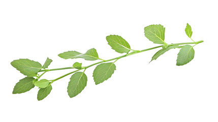 Isolated Illustration of a Green Leafy Branch on a Transparent Background