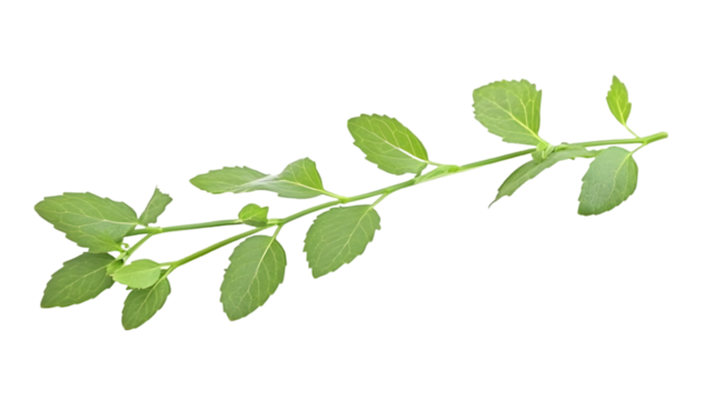 Isolated Illustration of a Green Leafy Branch on a Transparent Background
