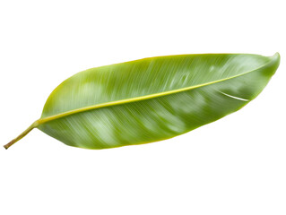 Fototapeta premium Isolated Green Leaf Photo On Transparent Background Realistic Macro Detail