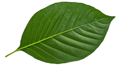 Obraz premium Isolated Green Leaf Against Transparent Background Botanical Illustration