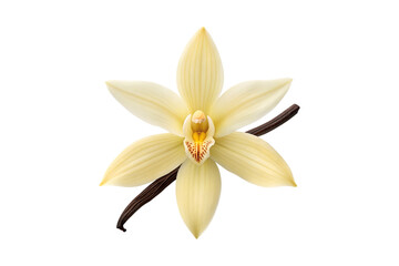 Obraz premium Exquisite Vanilla Orchid Blossom with a Dark Brown Vanilla Bean on white transparent background