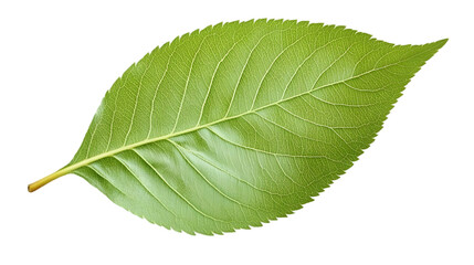 Obraz premium Isolated Photo of a Green Leaf with Transparent Background Macro Detail
