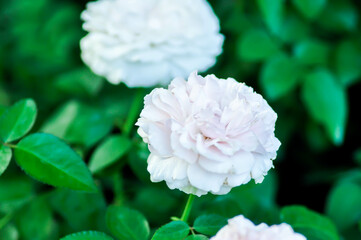 Rosa Great Maidens Blush or briosa rose , orange rose or Garden roses or zaide rose or William Christie Rose or Mary Rose