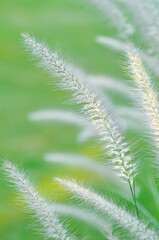 Chinese fountain grass or Fountain Grass or Chinese pennisetum or Dwarf fountain grass or foxtail fountain grass, Pennisetum or Poaceae plant