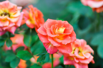 briosa rose , orange rose or Garden roses , zaide rose or William Christie Rose or Mary Rose or Rosa damascena Mill or  Rose or Damask rose or Rosaceae or orange flower