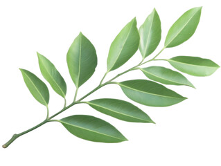 Fototapeta premium Isolated Green Leafy Branch On Transparent Background Photo