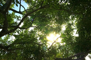 森の中から見上げた空_新緑の若葉と光