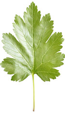Fototapeta premium Isolated Green Leaf Illustration Detailed Texture On Transparent Background