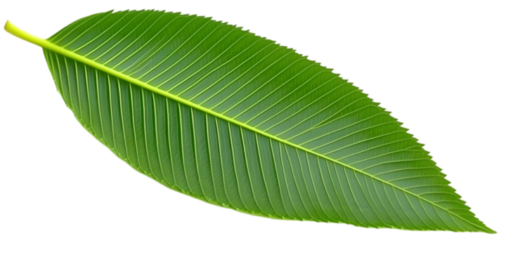Isolated Green Leaf Photo Illustrative Transparent Background