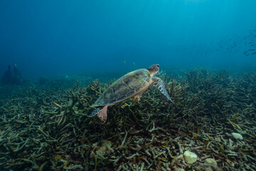  sea turtle swim under the sea