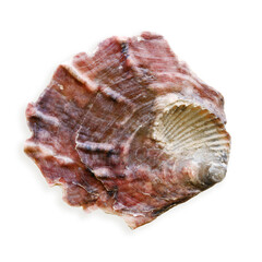 Closeup seashell purple red colored, object isolated on white background. Cutout natural Shell of mollusk with soft shadow, organic shape and macro texture detail, oceanic and sea life design element