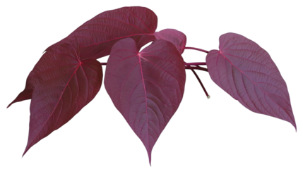 Isolated Illustration of Red Leaves on Transparent Background