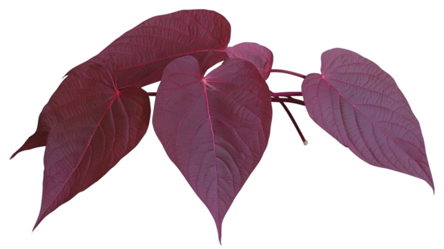 Isolated Illustration of Red Leaves on Transparent Background - Powered by Adobe