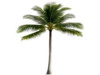 Obraz premium Isolated Palm Tree Illustration With Green Leaves and Transparent Background