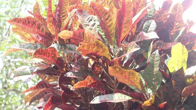 Tanaman bunga berwarna merah tumbuh di sebuah kebun
