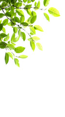 Obraz premium Isolated Leafy Green Foliage Against a Black Transparent Background Photo