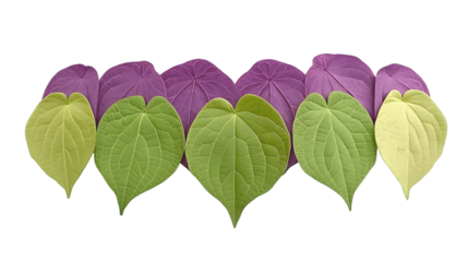 Isolated Leaves Arrangement Illustration With Green and Purple Colors on Black Background