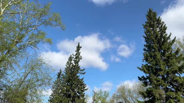 Spring walk in park, view of tree canopies against bright blue sky with white clouds. Poplars and spruces, birds flying, crows cawing.