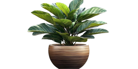 Isolated Photo Of Lush Green Houseplant In Decorative Brown Pot