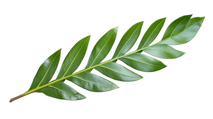 Fototapeta premium Realistic Green Leaf with Transparent Background Isolated Detailed Macro Photo