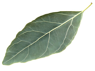 Obraz premium Isolated Transparent Leaf Illustration on Black Background