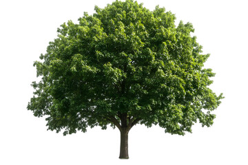Obraz premium Realistic Tree Illustration with Green Leaves on Isolated Transparent Background