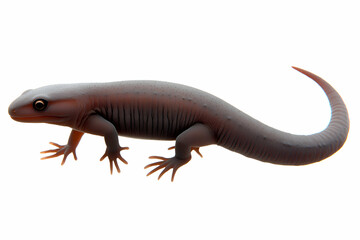 Naklejka premium Close-up of a dark brown salamander on a white background, showcasing its detailed texture and long tail.