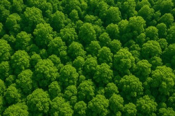 Naklejka premium Aerial view captures a dense forest canopy, presenting a textured carpet of vibrant green foliage