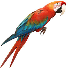 Obraz premium Colorful macaw parrot tropical bird exotic pet wildlife animal feathers PNG On Transparent Background