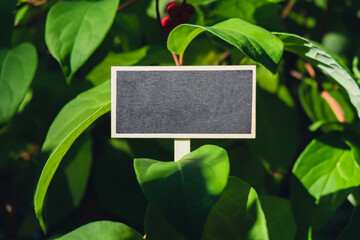 Blank Black billboard against green lemongrass leaves garden. Empty mockup template Blackboard label at farm land. Copy space banner for your text. Agricultural landscape advertisement sample