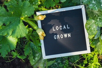 Obraz premium LOCAL GROWN message on background of fresh eco-friendly bio grown zucchinis in garden. Countryside food production concept. Locally produce harvesting. Sustainability and responsibility 