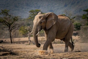 Fototapeta premium a magnificent African elephant walking across a dry, dusty savanna landscape.