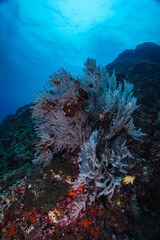coral reef in the sea and fish 