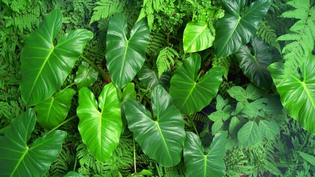 Overhead view of layered tropical foliage, including philodendron and ferns, flat lay, natural green tones, fresh botanical background
