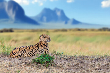 Cheetah lies in the grass against the backdrop of mountains in a National park in Africa