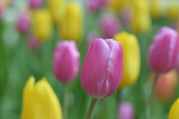 Close-up of a pink tulip in bloom, surrounded by green leaves and blurred tulips in the background, creating a soft and colorful springtime scene.