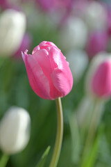 Close-up of a pink tulip in bloom, surrounded by green leaves and blurred tulips in the background, creating a soft and colorful springtime scene.