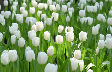 A field of white tulips in full bloom creates a cheerful spring landscape, glowing with natural beauty, perfect for nature and flower lovers.