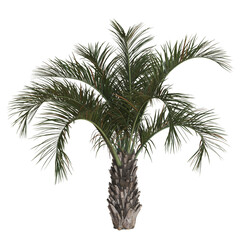 Fototapeta premium Vibrant Palm Tree on White Background
