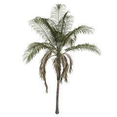 Tropical palm tree with lush green fronds