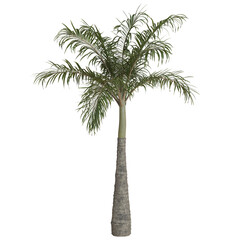 Tall palm tree with lush green fronds.