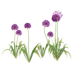Fototapeta premium Vibrant purple Allium flowers in bloom