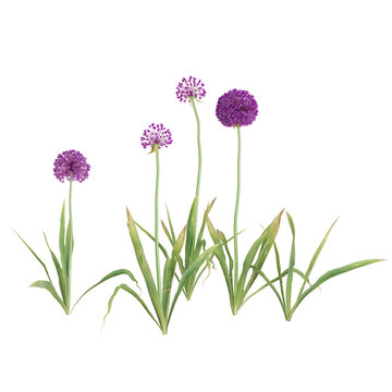 Vibrant purple allium flowers on a white backdrop