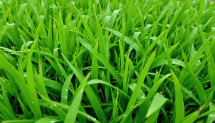 Obraz premium Lush Green Grass Blades Covered with Dew Drops in a Vibrant Natural Setting