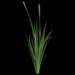 Tall green grass with seed heads on black background
