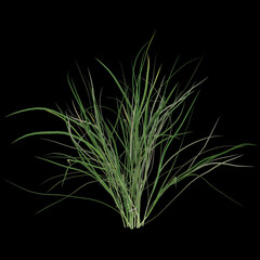 Lush green grass blades on black background