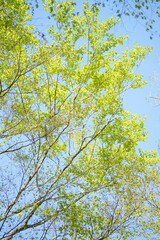 葉っぱ　緑　爽やか