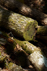 苔　木　切り株