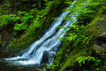 waterfall in the forest