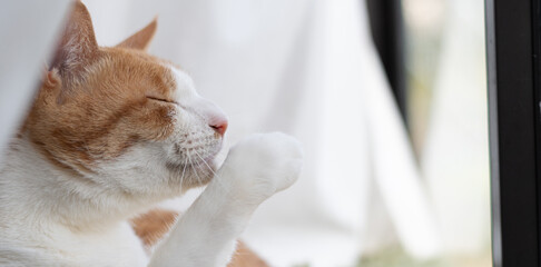 窓辺で毛繕いをする可愛い猫　茶トラ白	